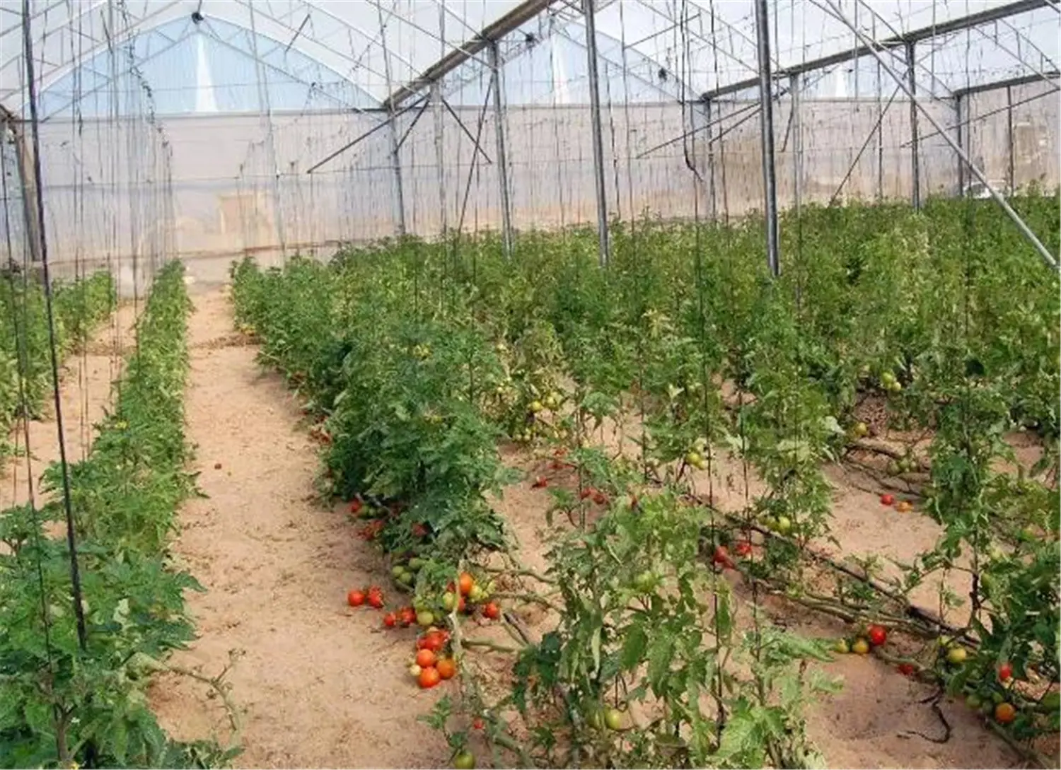 ꯶꯰꯸.jpgꯗꯥ ꯐꯣꯉꯈ꯭ꯔꯦ꯫