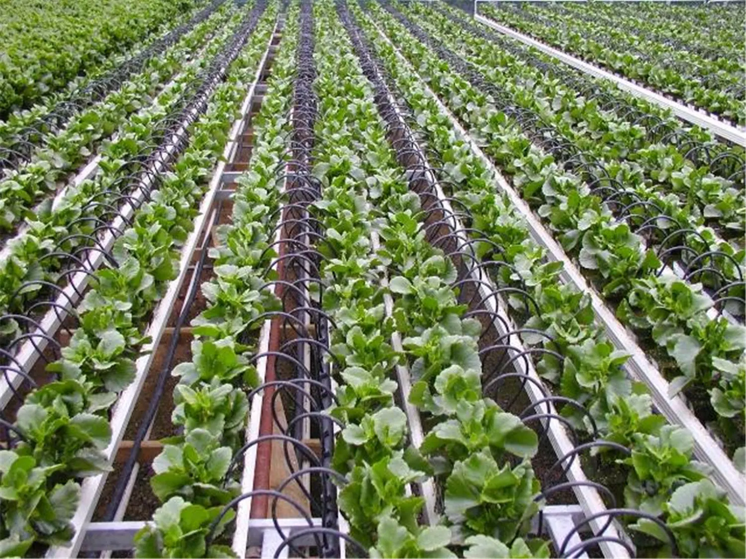 ꯶꯱꯰.jpgꯗꯥ ꯐꯣꯉꯈ꯭ꯔꯦ꯫