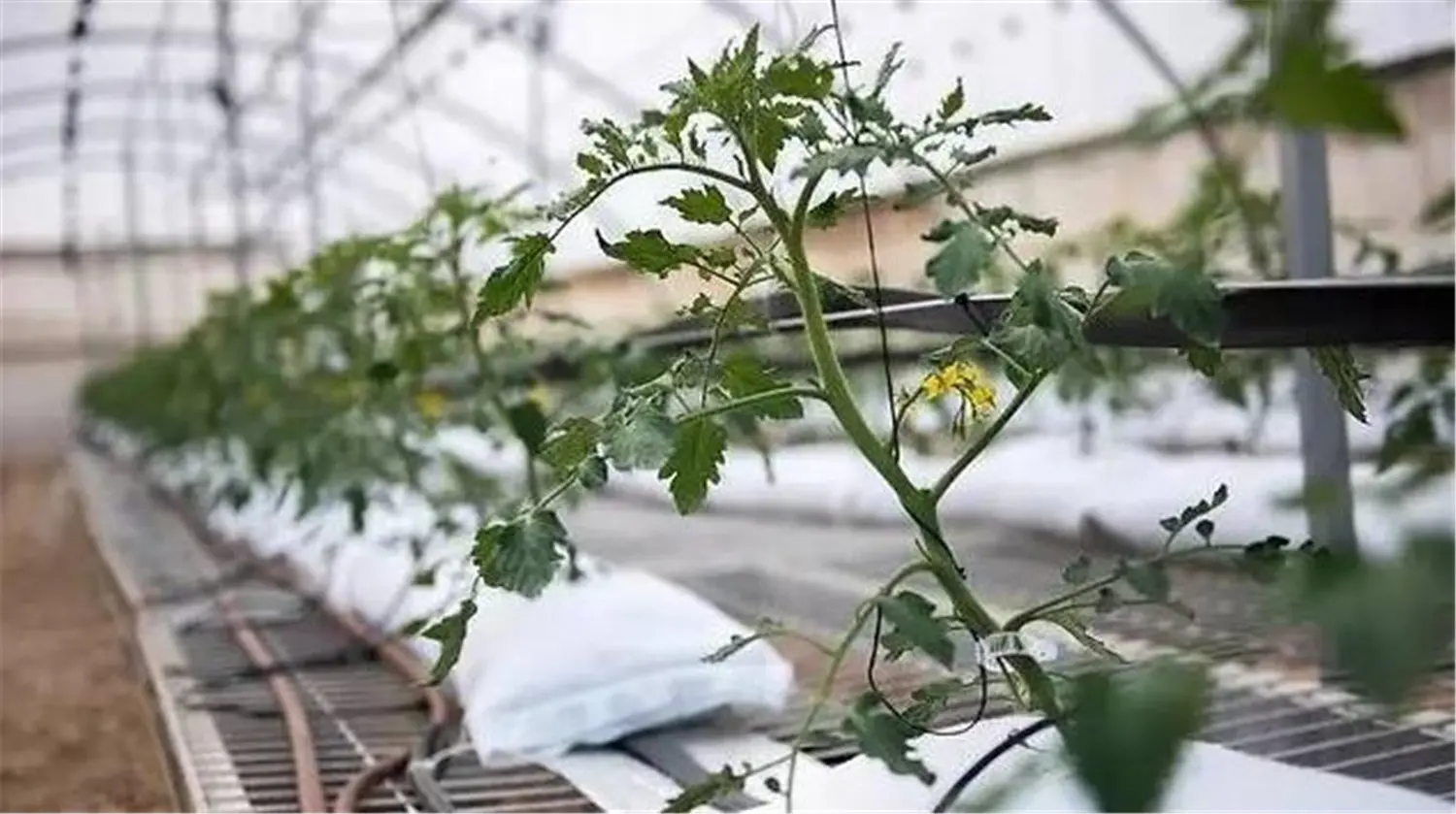 ꯶꯱꯴.jpgꯗꯥ ꯐꯣꯉꯈ꯭ꯔꯦ꯫