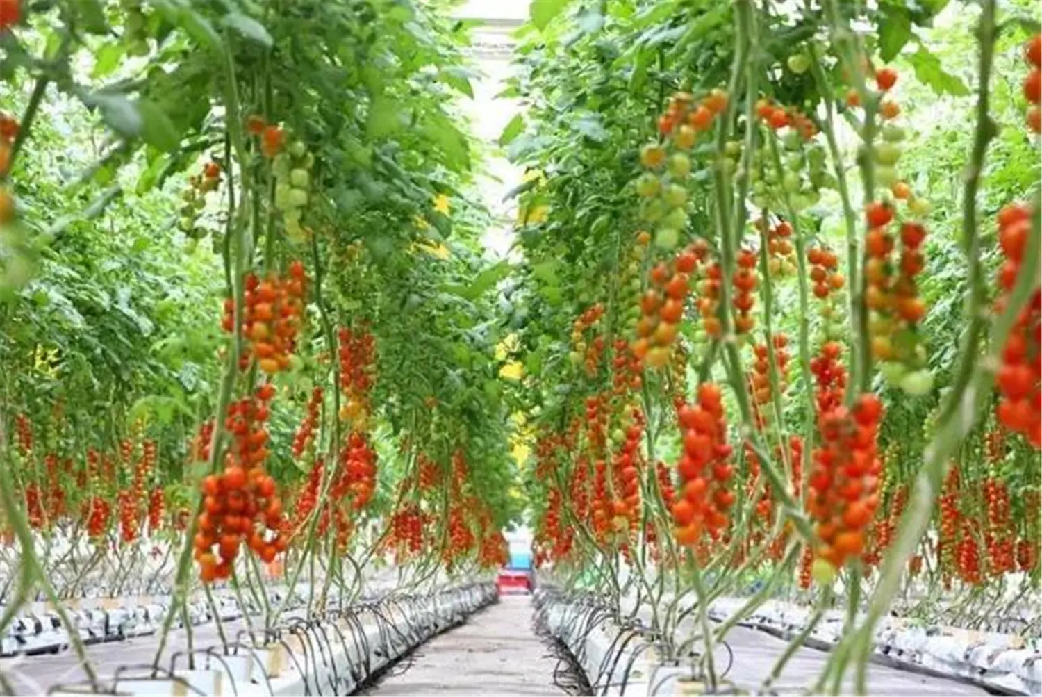 ꯶꯱꯵.jpgꯗꯥ ꯐꯣꯉꯈ꯭ꯔꯦ꯫