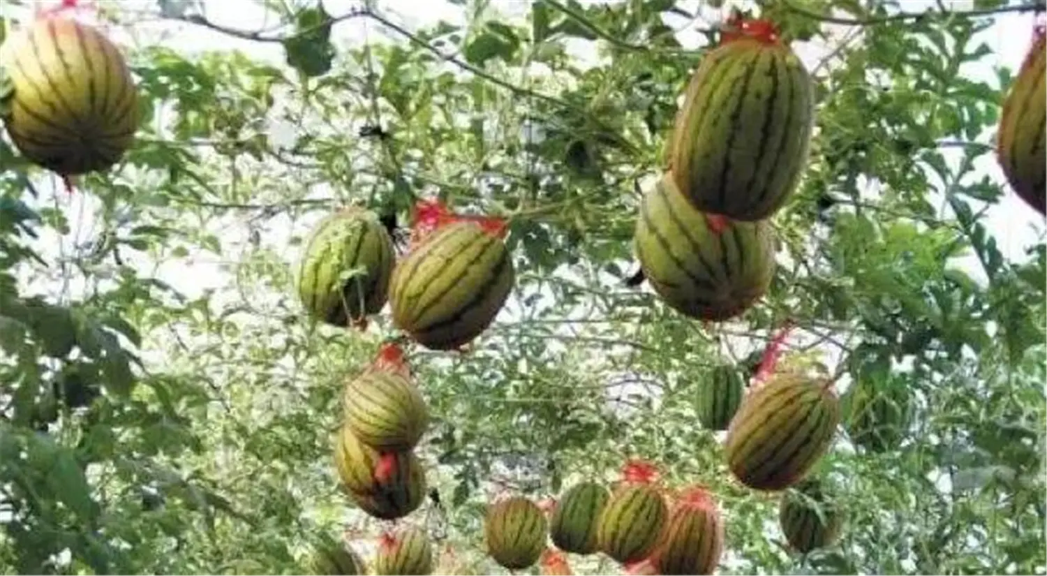 ꯶꯱꯱.jpgꯗꯥ ꯐꯣꯉꯈ꯭ꯔꯦ꯫